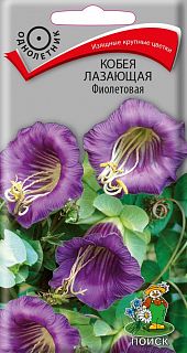 Семена цветов Поиск Кобея Лазающая фиолетовая, 5 шт фото