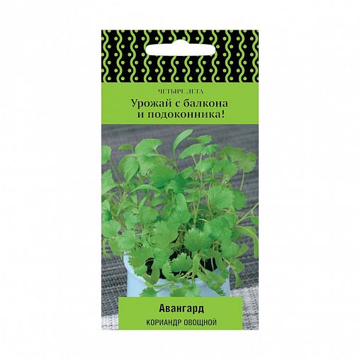 Семена Кориандр Авангард Поиск Четыре лета, 1 г фото