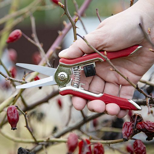 Секатор цветочный Feona, обрезиненные рукоятки, 160 мм фото