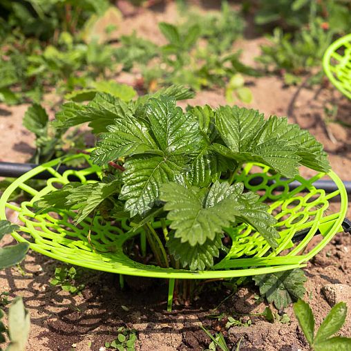 Комплект для капельного полива клубники Жук №30, от водопровода, 20 растений фото