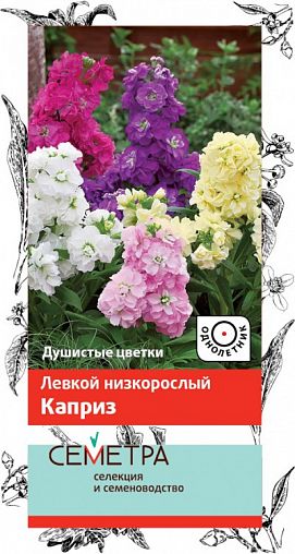 Семена цветов Левкой низкорослый Каприз Семетра, 0,3 г фото