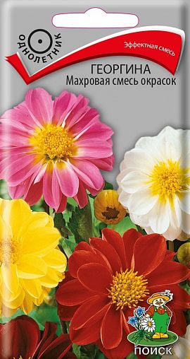 Семена цветов Георгина махровая смесь окрасок Поиск, 0,3 г фото