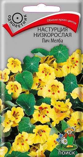 Семена цветов Настурция низкорослая Пич Мелба Поиск, 1 г фото