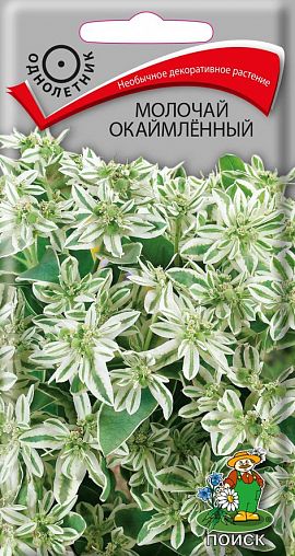 Семена цветов Молочай окаймленный Поиск, 0,2 г фото