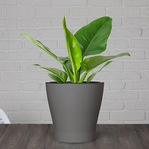 Горшок для цветов Альтернатива Лея, с автополивом, 3,6 л, серый фото