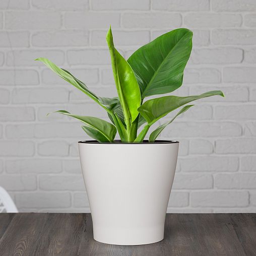 Горшок для цветов Альтернатива Лея, с автополивом, 3,6 л, белый фото