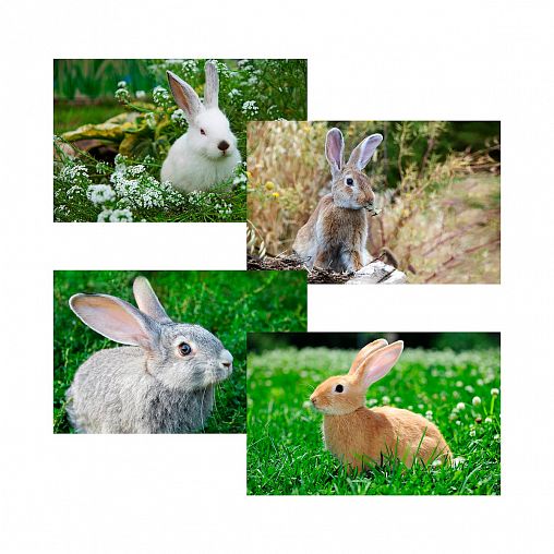 Доска разделочная Мультидом Кролик фото, деревянная, 29 x 17 см, микс фото