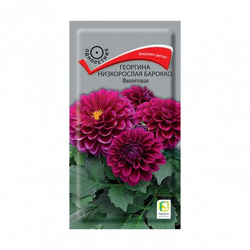 Семена цветов Георгина Низкорослая Барокко Фиолетовая Поиск, 0,1 г фото