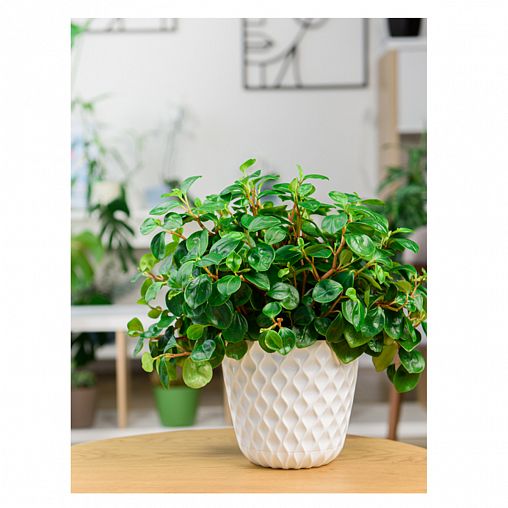 Горшок для цветов InGreen Wave, с поддоном, 2,5 л, белоснежный жасмин фото