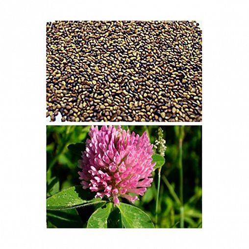 Семена сидерата Клевер Красный Поиск, 100 г фото