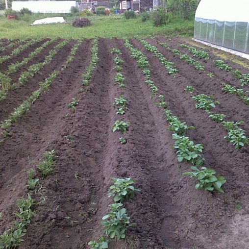 Грунтозацепы для мотоблока Patriot ГР3 ГР1 685.12, 685 x 125 мм фото