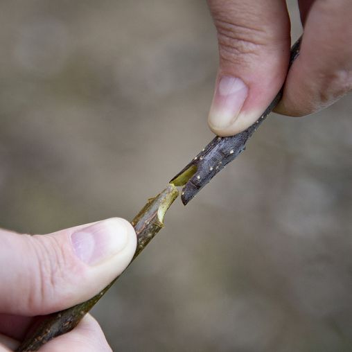 Секатор прививочный Don Gazon, сменные лезвия фото