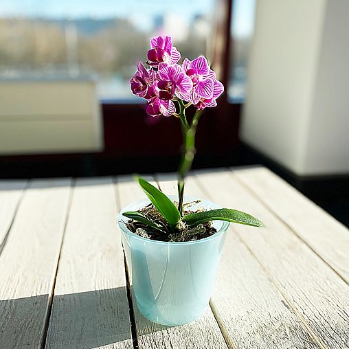 Горшок для цветов InGreen London Orchid, 1,6 л, голубой перламутровый фото