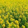 Семена сидерата Рапс Яровой Поиск, 100 г фото